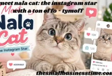 meet nala cat: the instagram star with a ton of fo - tymoff